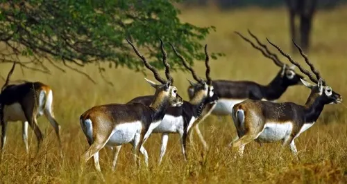 Barda Wildlife Sanctuary – Wildlife – Porbandar, Gujarat